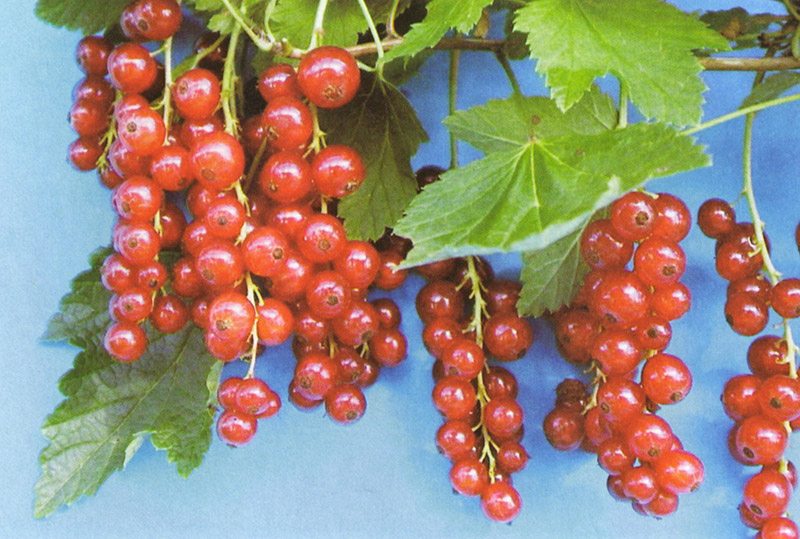 RIBES rubrum ´Rosetta´