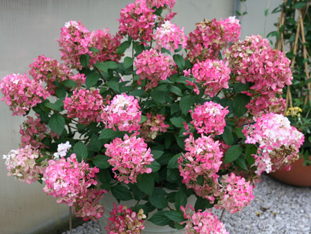 Hydrangea-paniculata-Fire-Light5