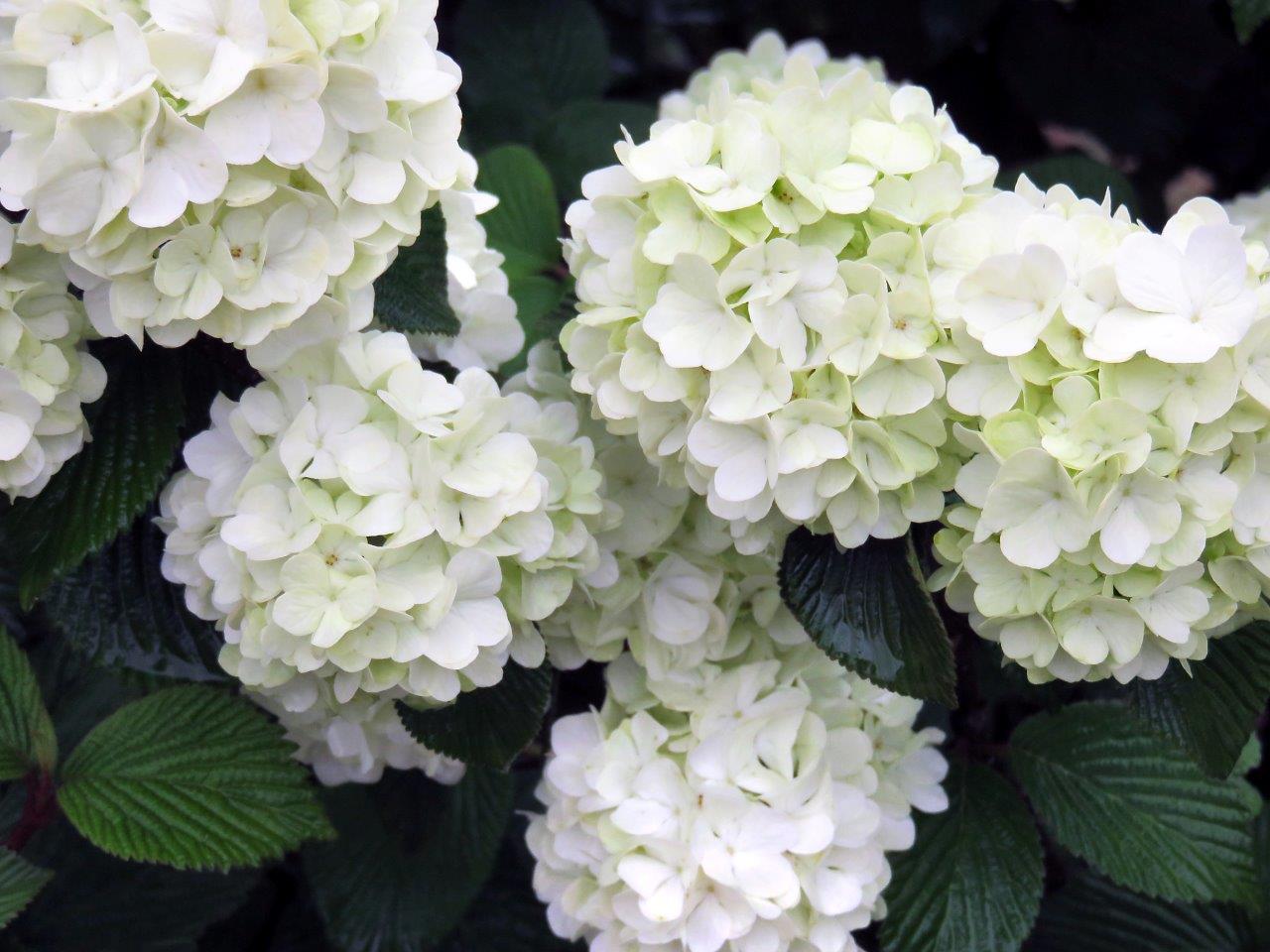 Viburnum-Opening-Day-3