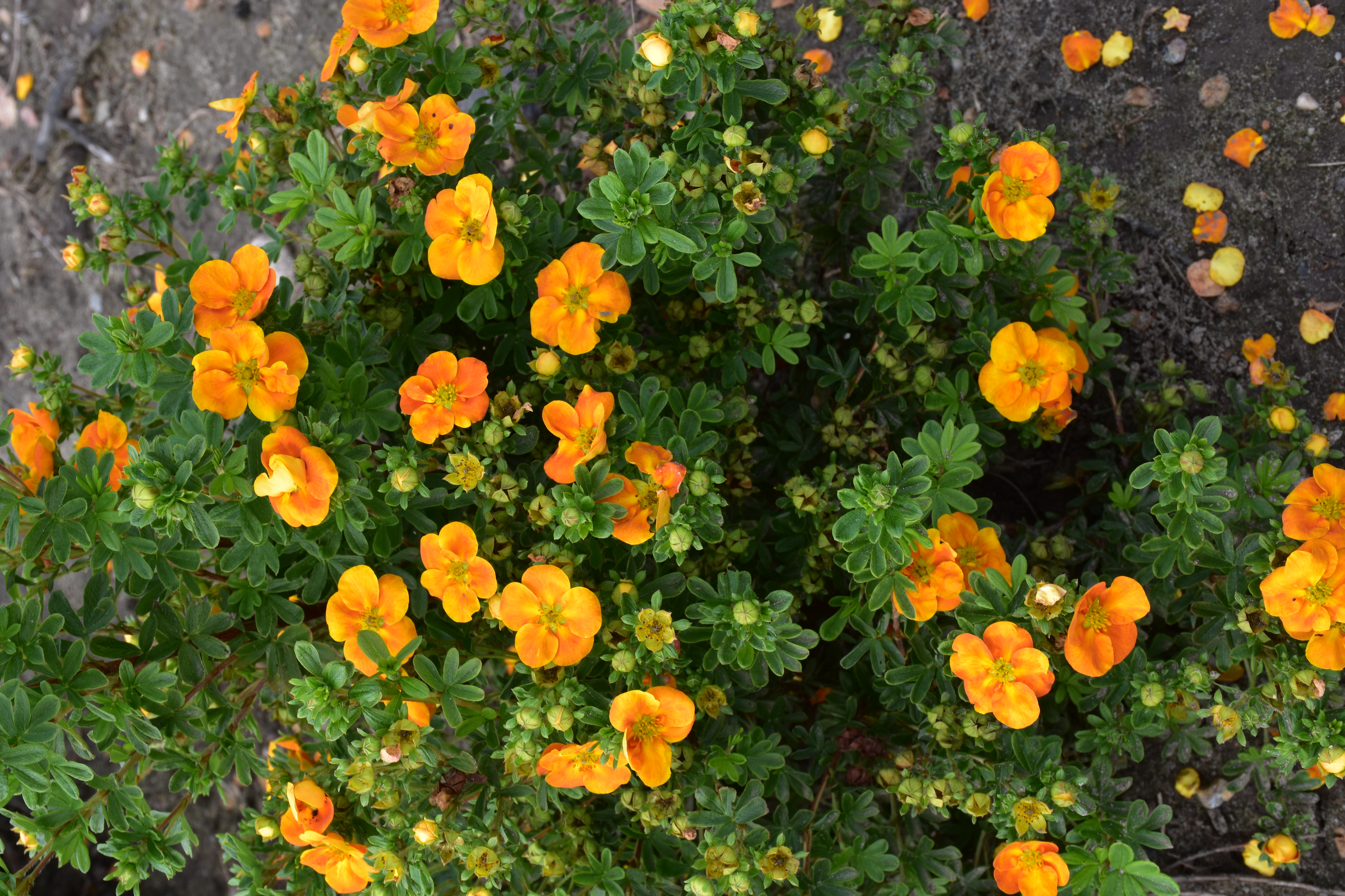 POTENTILLA fruticosa ´Mandarin Tango´ (´JEFMAN´)Ⓢ FE®