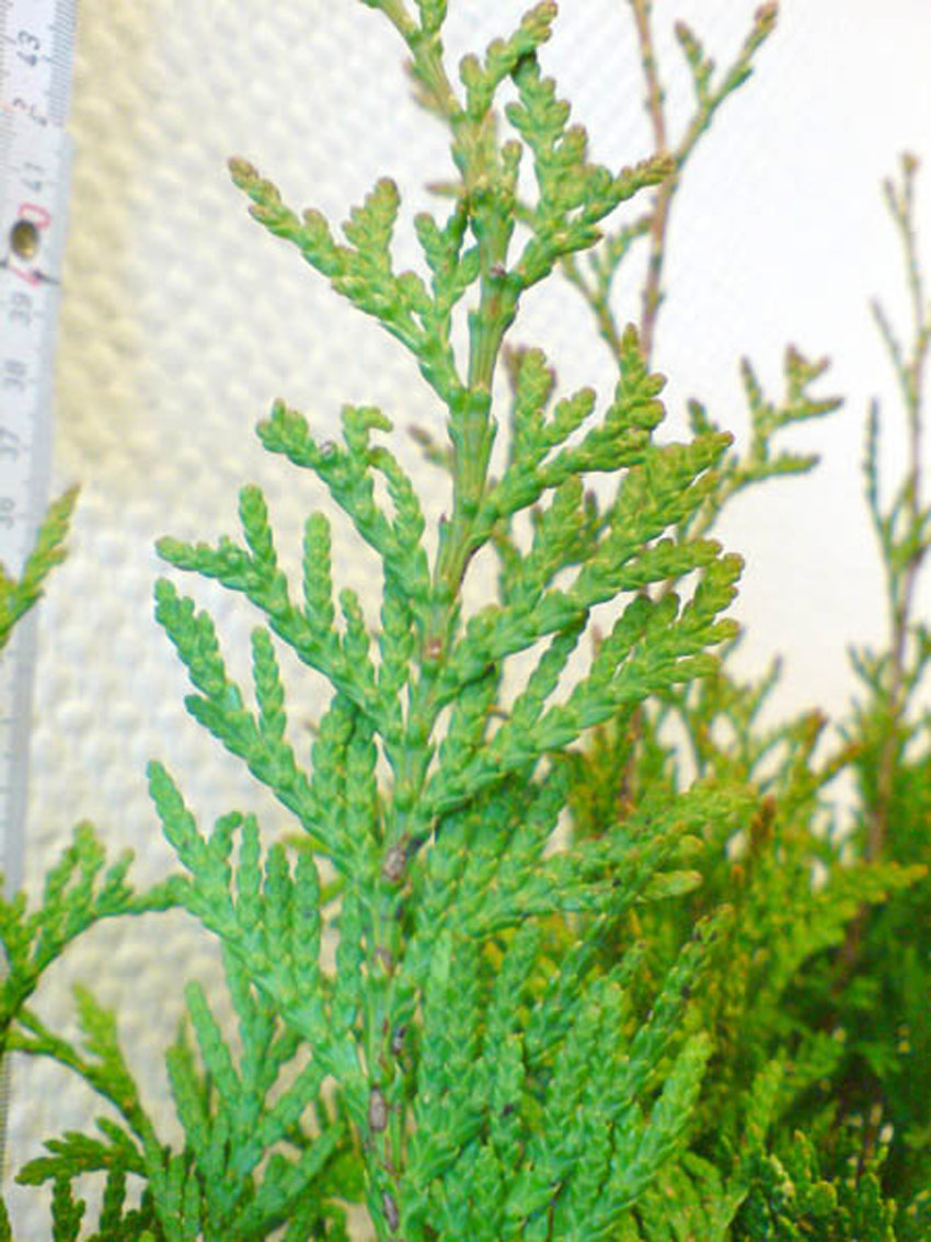 Giant arborvitae, Western arborvitae 