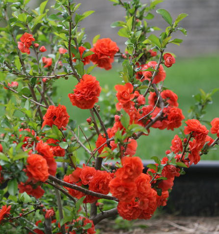 chaenomeles_speciosa_orange_storm_7