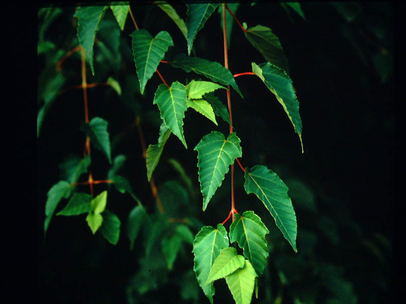 ACER davidii