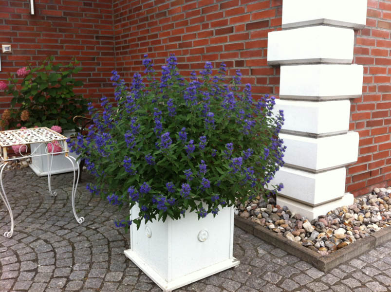 caryopteris-clandonensis-blue-balloon-16