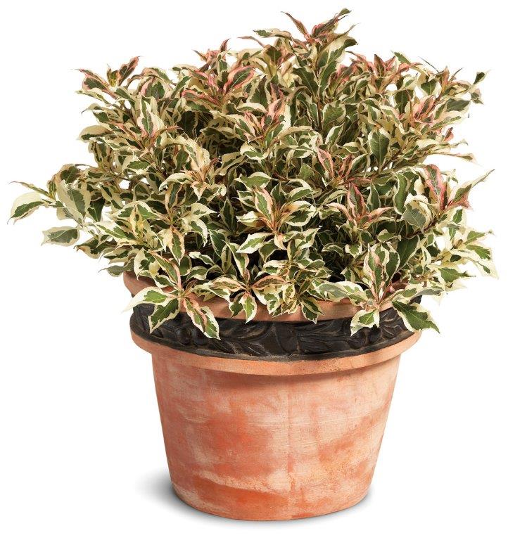 WEIGELA-florida-Monet-25e4fb00dc7b8b