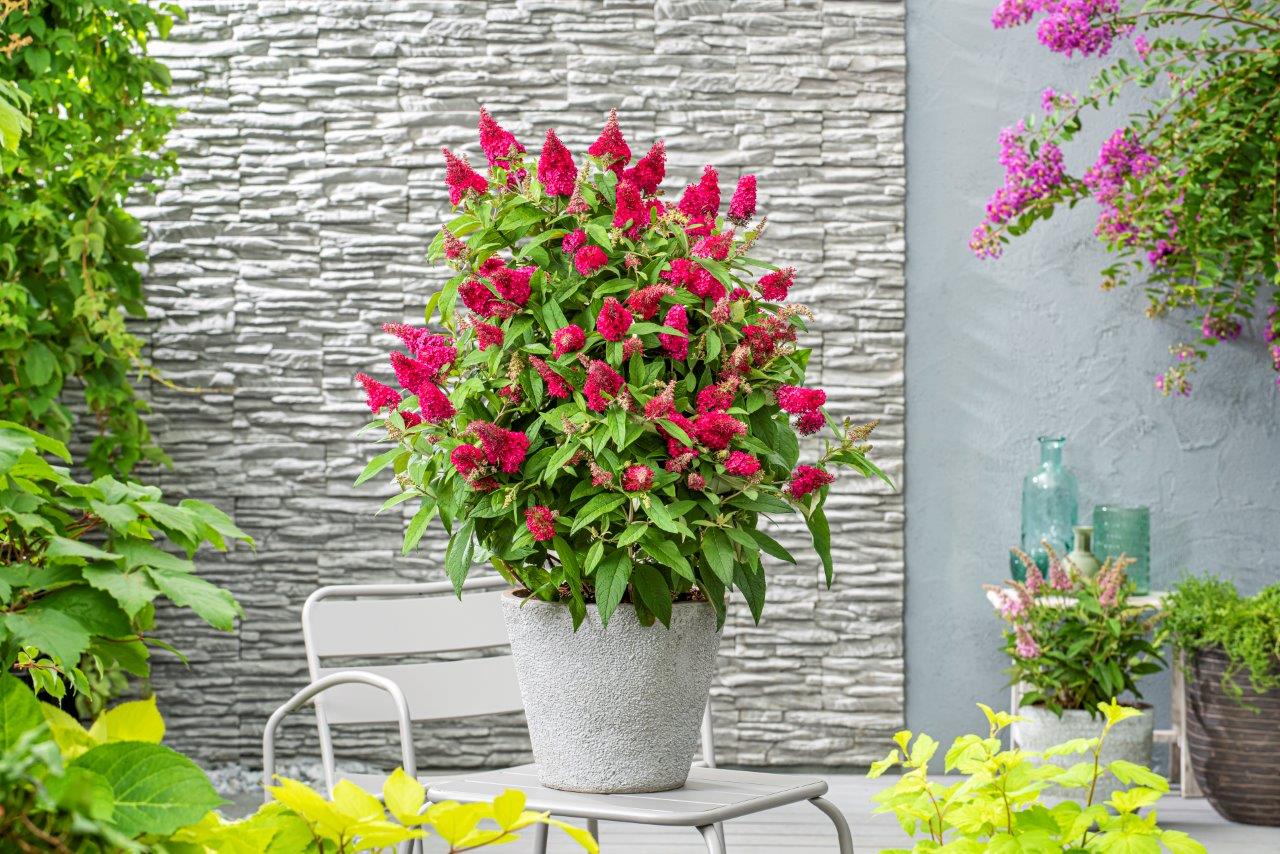Buddleja-Butterfly-Candy-Little-Ruby_60007717_CLEAN_01