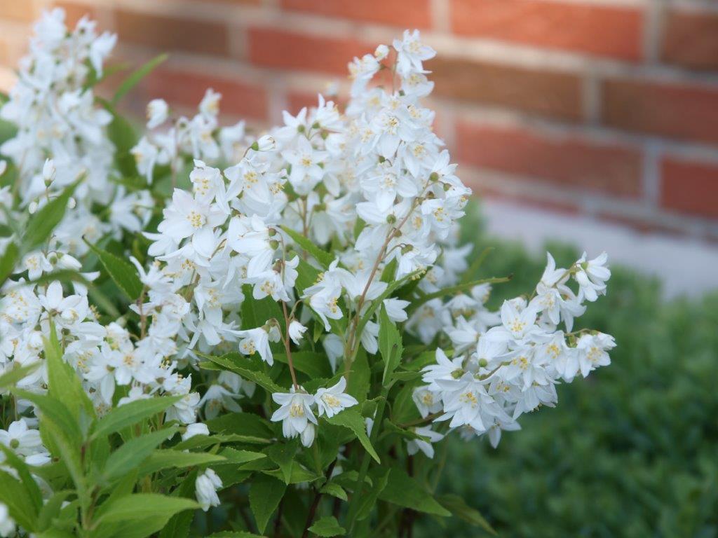 Deutzia-gracilis-1