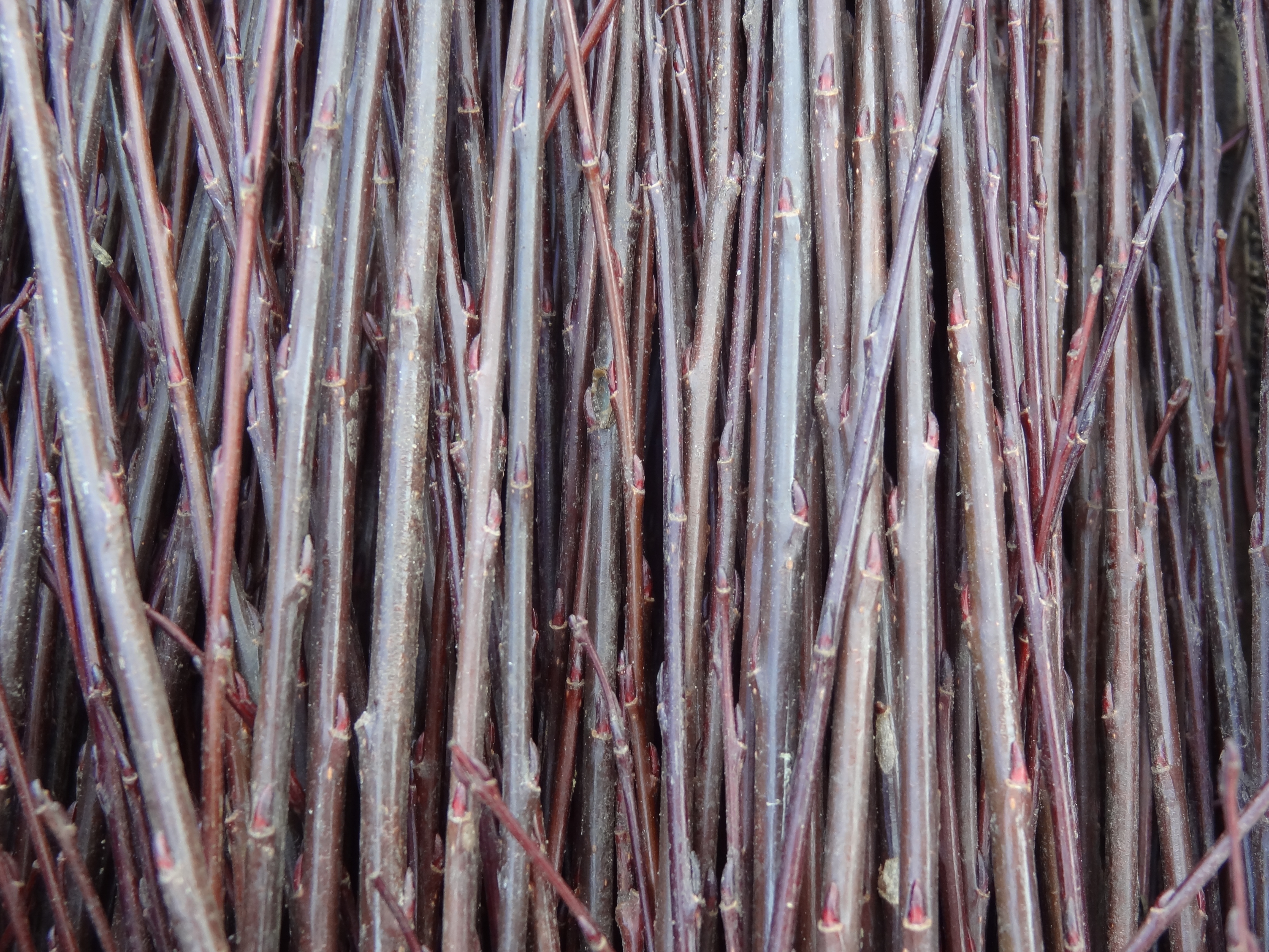 SALIX purpurea ´Nana´ (= ´Gracilis´)