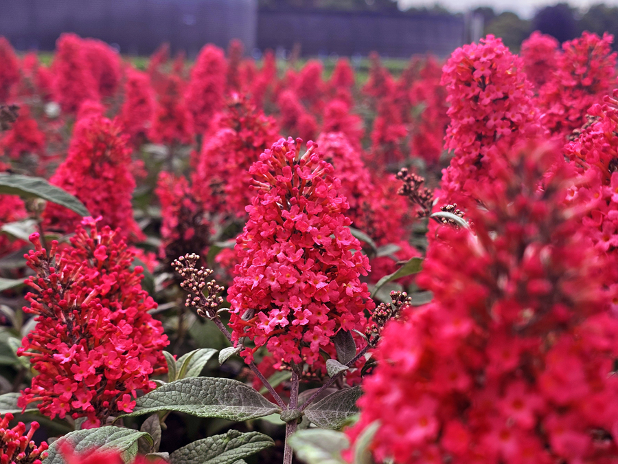 BUDDLEJA davidii ´Butterfly Candy® Little Bubblegum´(´BOTEX014´)Ⓢ