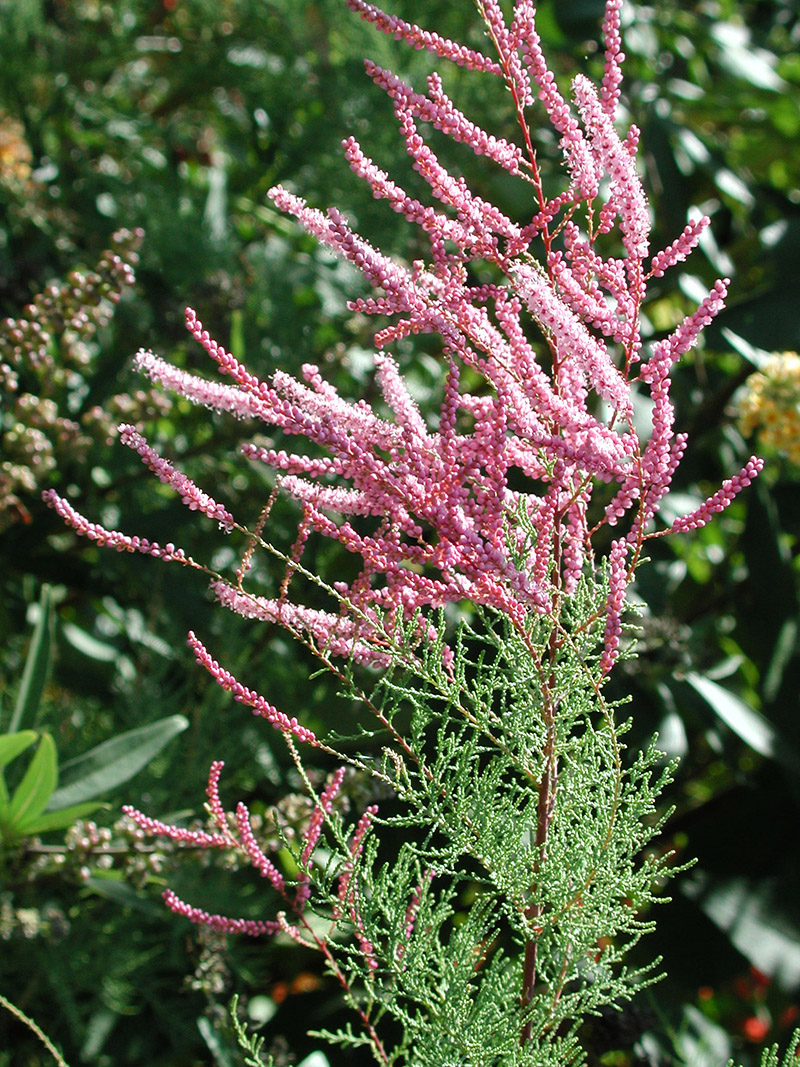 TAMARIX ramosissima ´Pink Cascade´