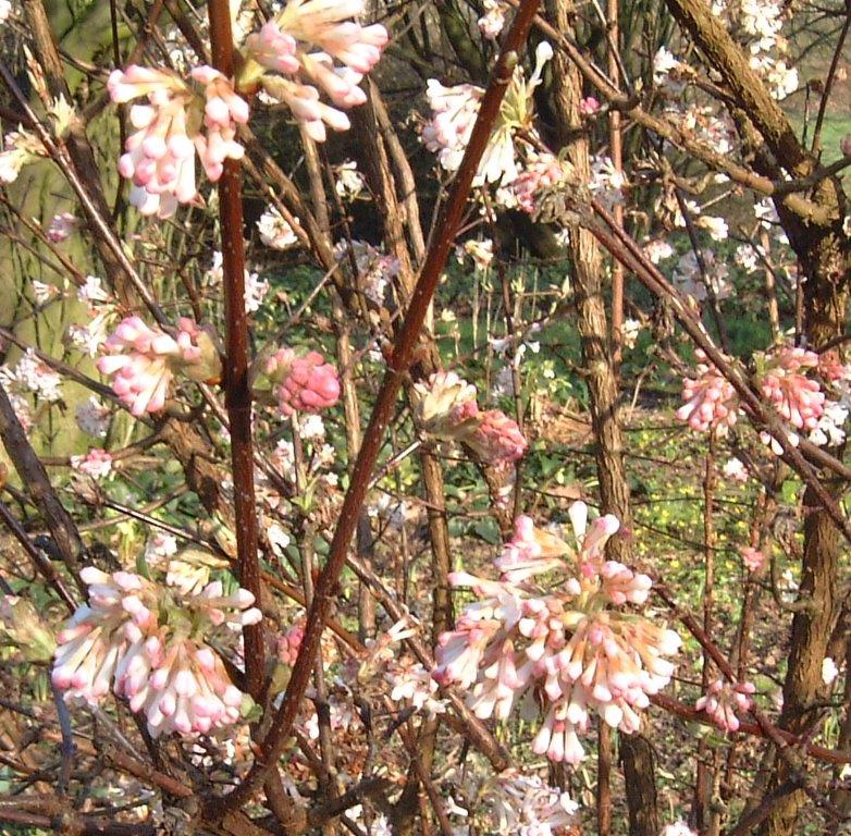 VIBURNUM-bodnatense-Charles-Lamont-4a