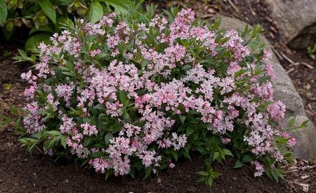 yuki_cherry_blossom_deutzia-1