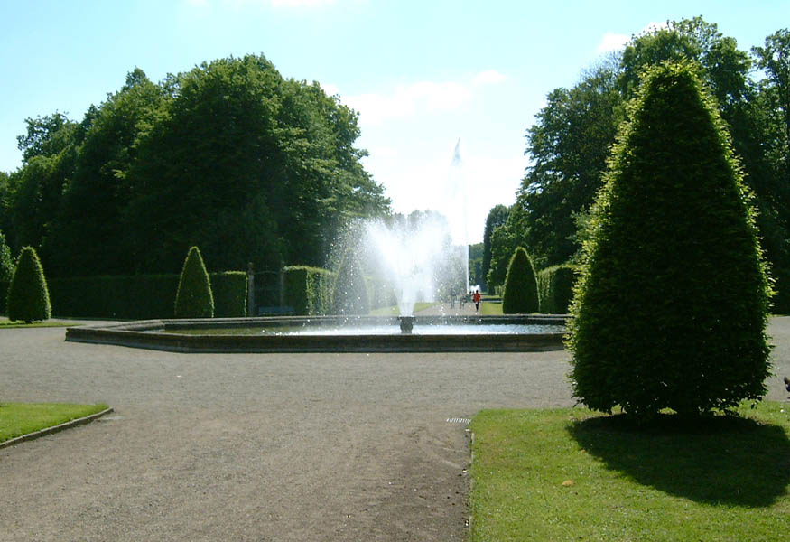 carpinus-betulus-fastigiata