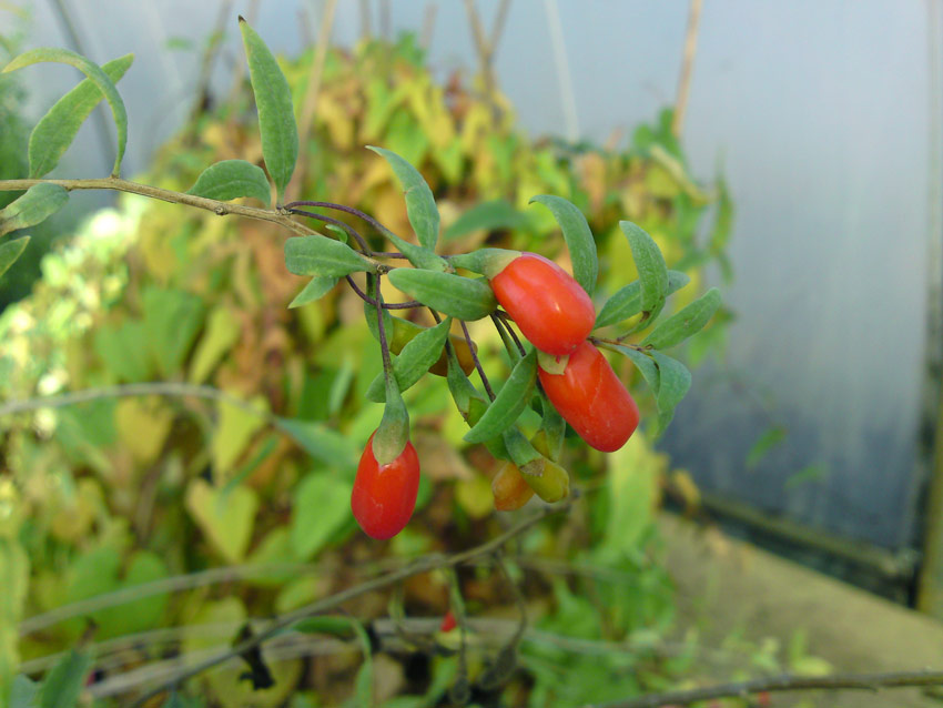 lycium-barbarum-no-1-lifeberry