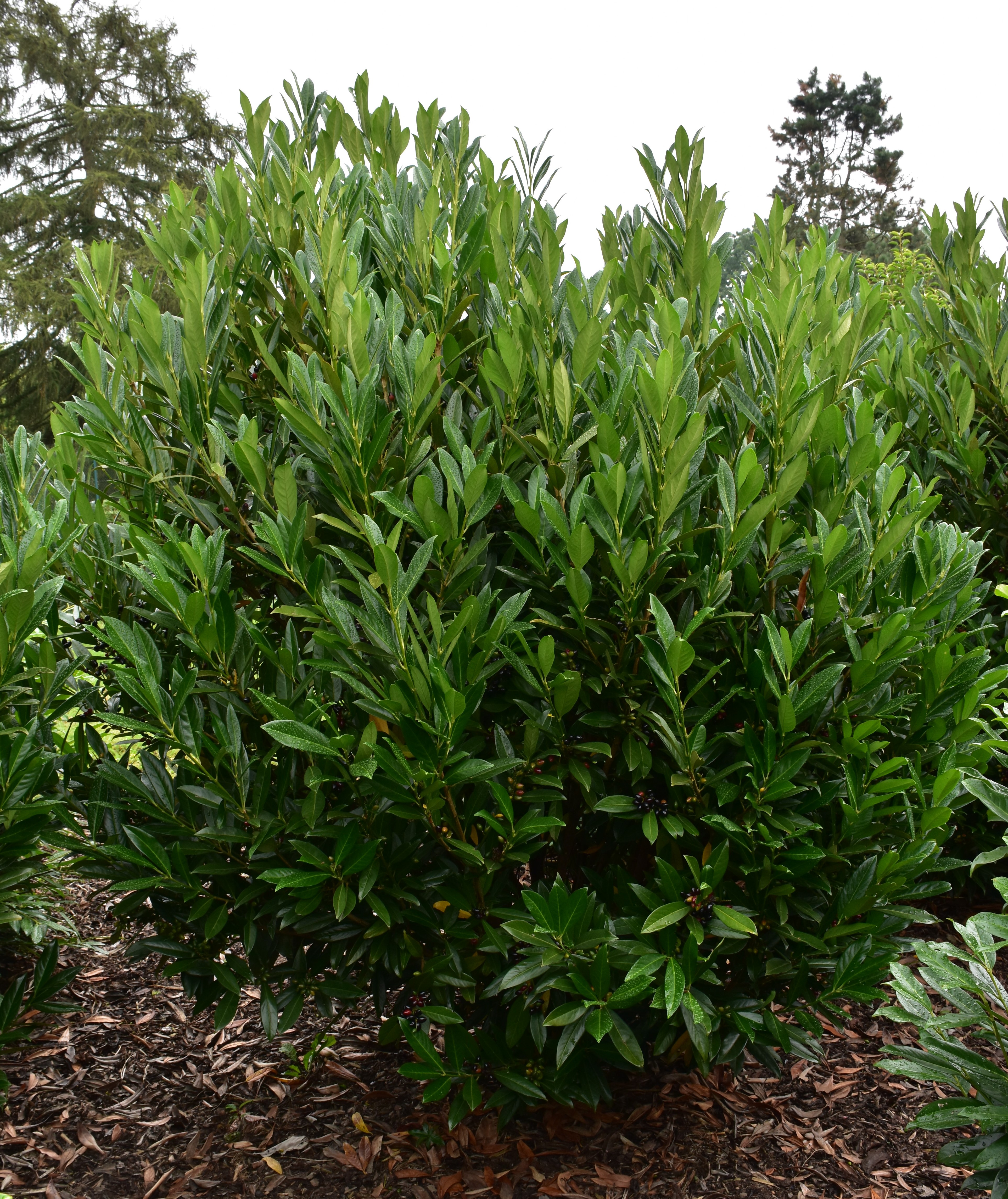 PRUNUS laurocerasus ´Renault Ace´® (´KOJUPLR´)