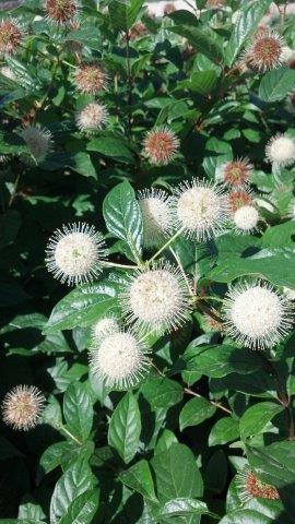 Cephalanthus-burnsii-First-Editions-Fiber-Optics-1