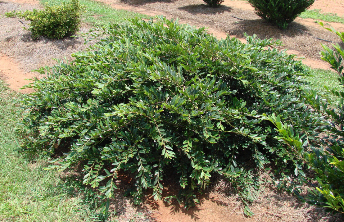 Distylium-First-Editions-Vintage-Jade-2