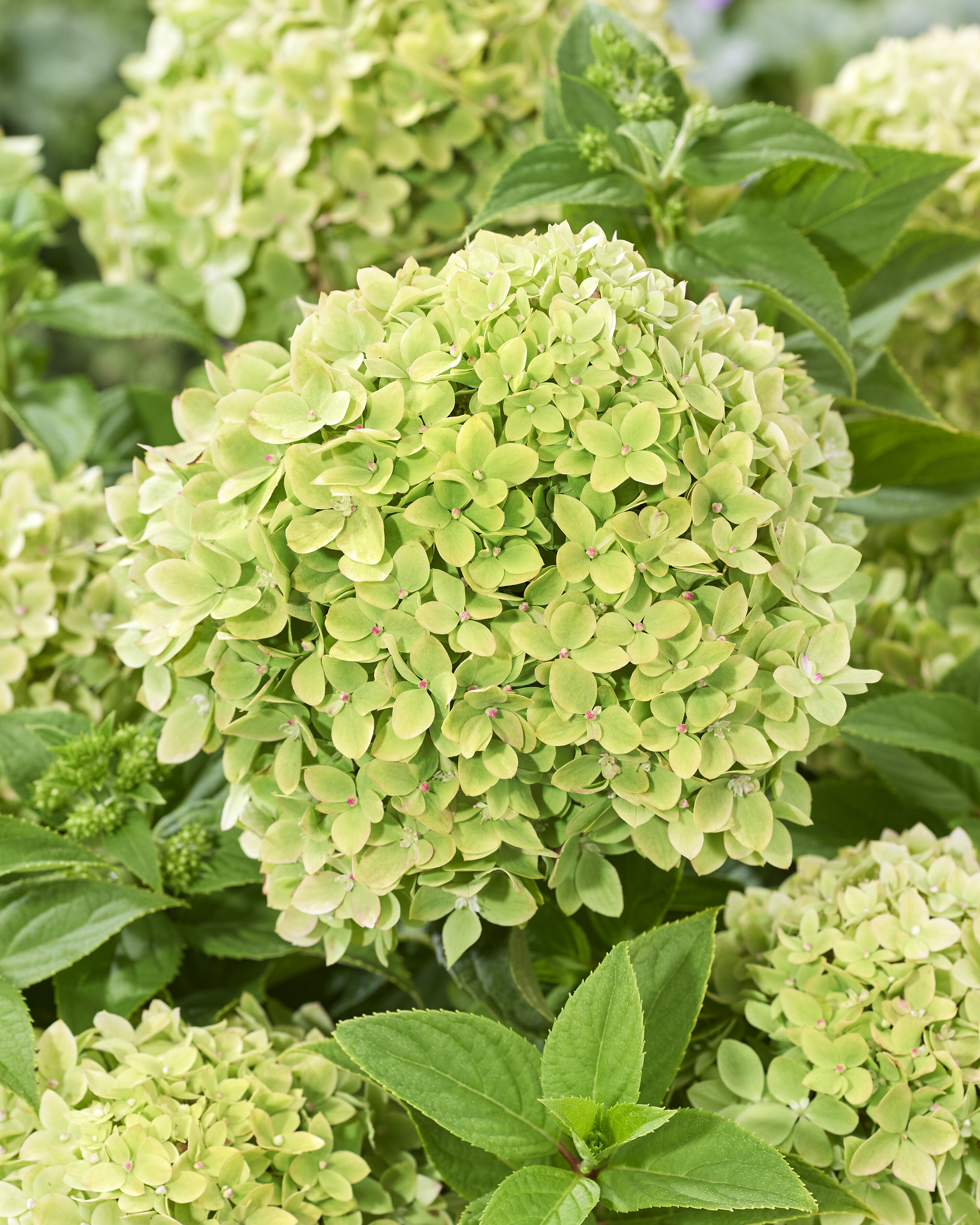 Hydrangea paniculata Living Little Apple ®Ⓢ