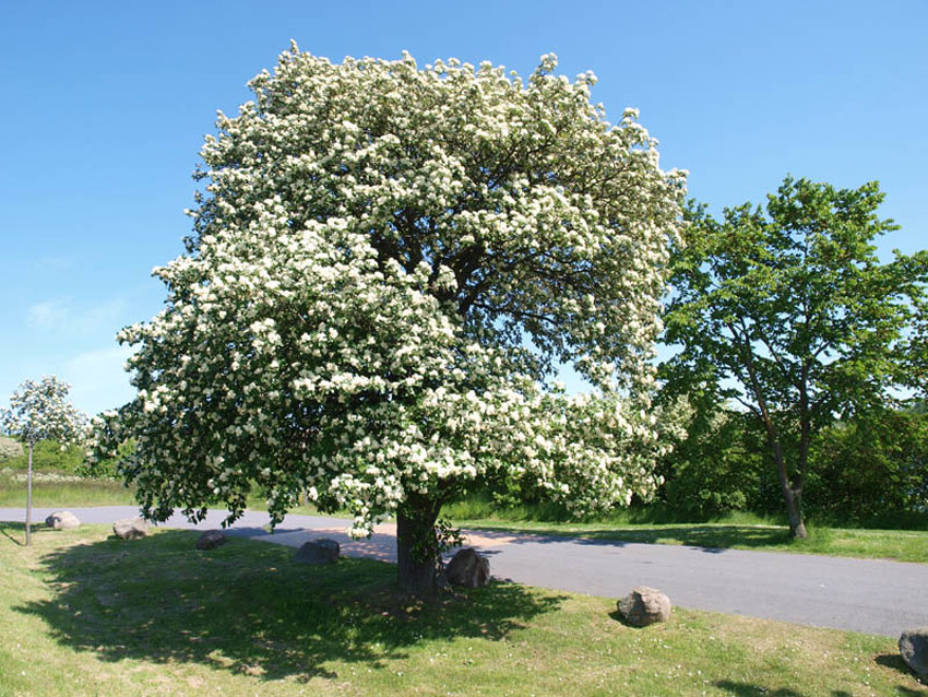 SORBUS intermedia (= scandica)