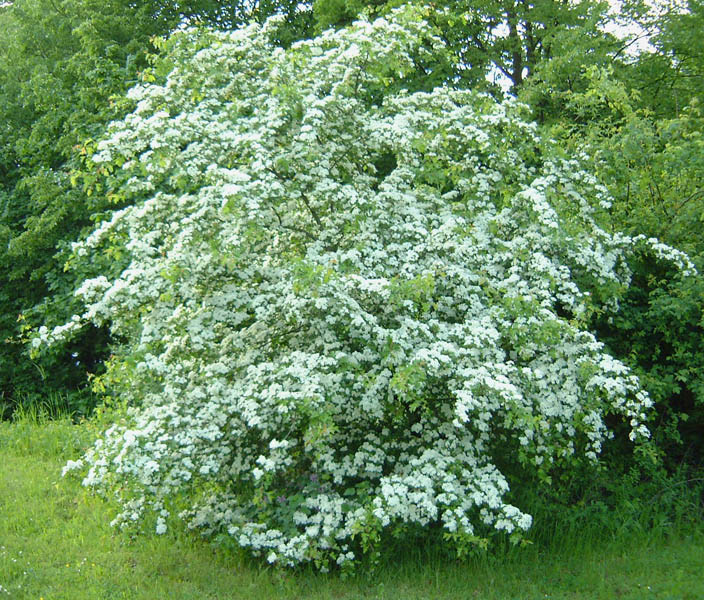 crataegus-monogyna