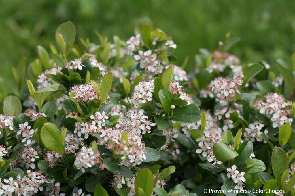 Aronia-melanocarpa-Revontuli-Mound_4 ARONIA melanocarpa ´Revontuli® Mound´ (´UCONNAM165´)Ⓢ PW®