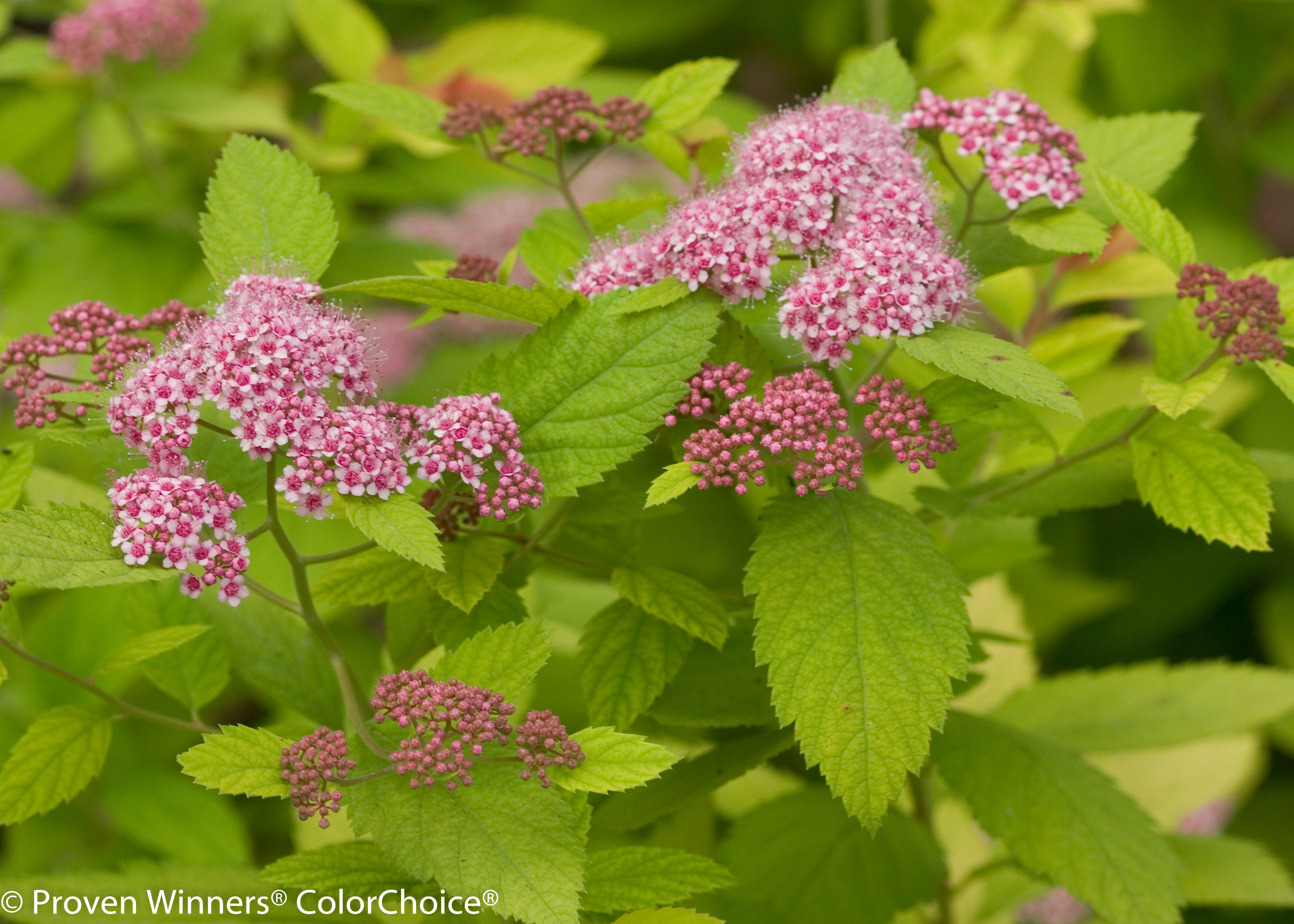 SPIRAEA japonica ´Double Play® Big Bang´ (´Tracy´)Ⓢ PW®