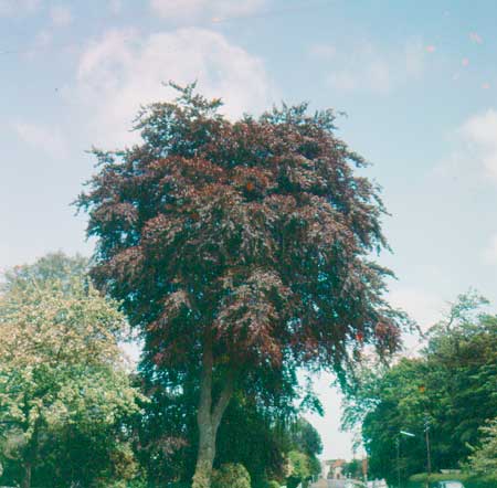 FAGUS sylvatica ´Swat Magret´