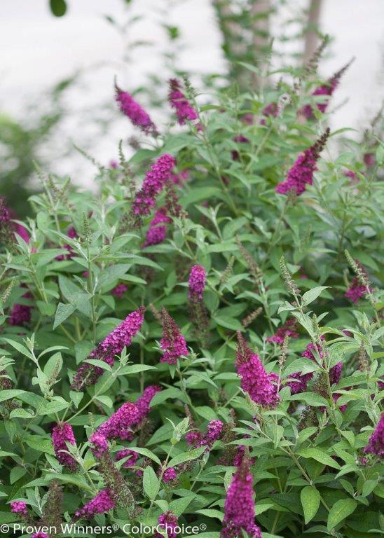 buddleja-red-chip-75613d4cc03b01