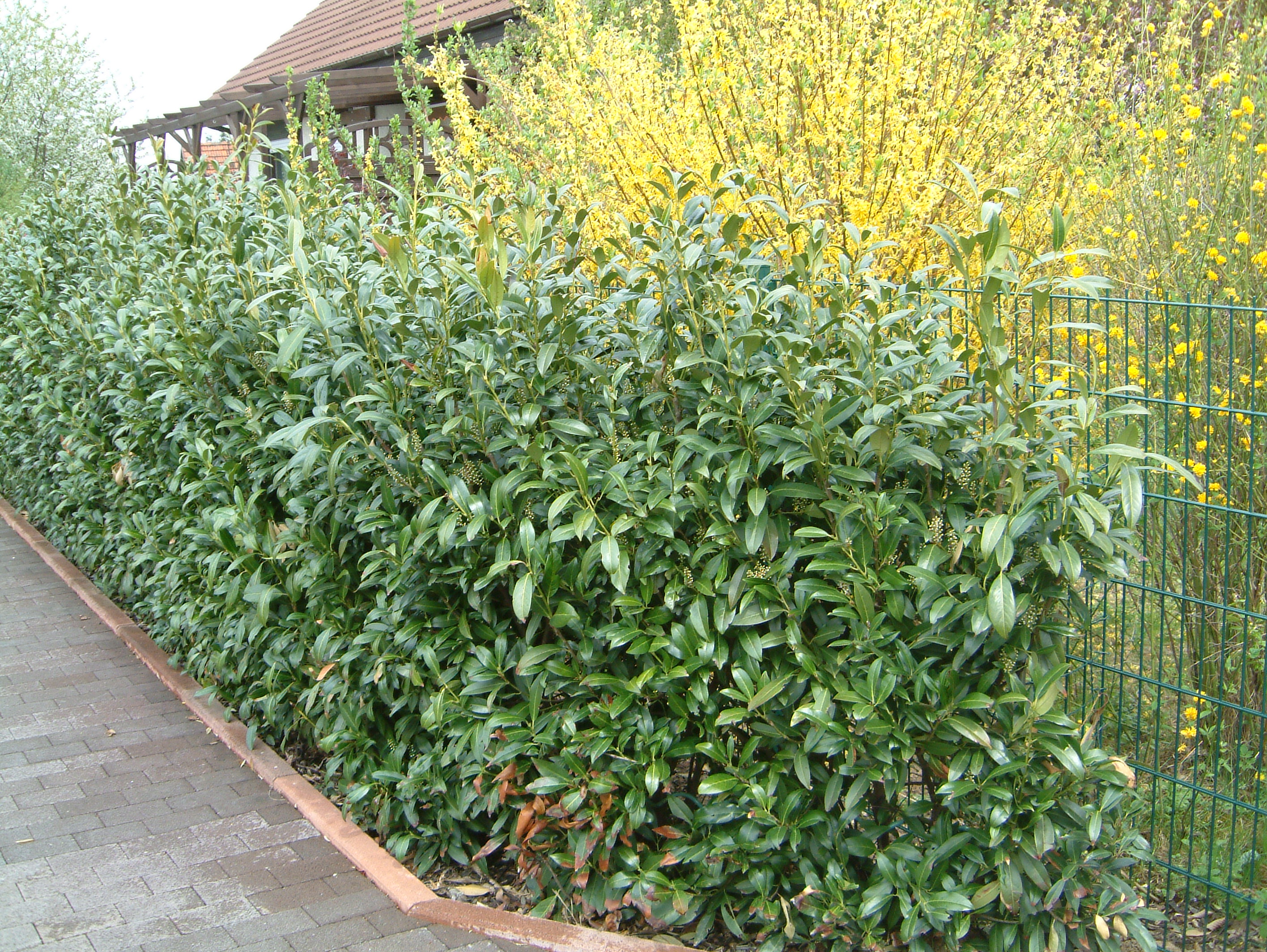 PRUNUS laurocerasus ´Winterstar´® (´KOJUPLW´)