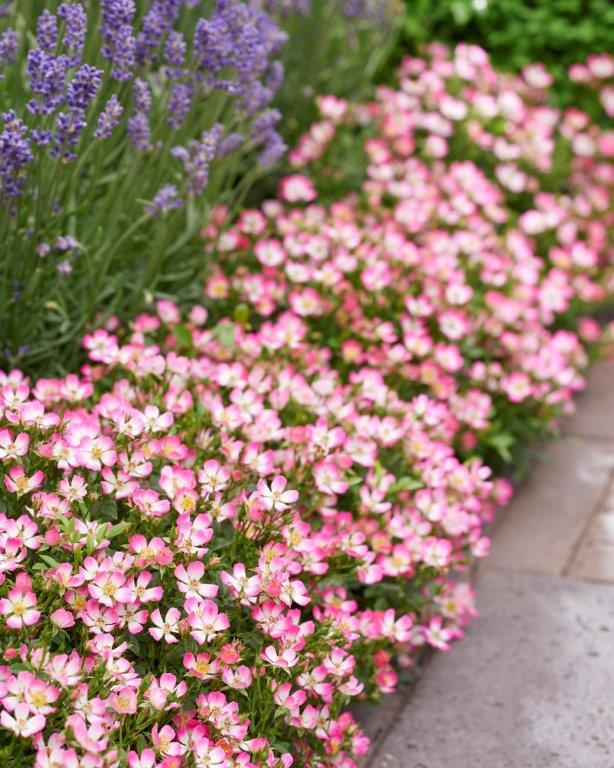 Cutie-Pie-Border_Rosa-Cutie-Pie-Border-1