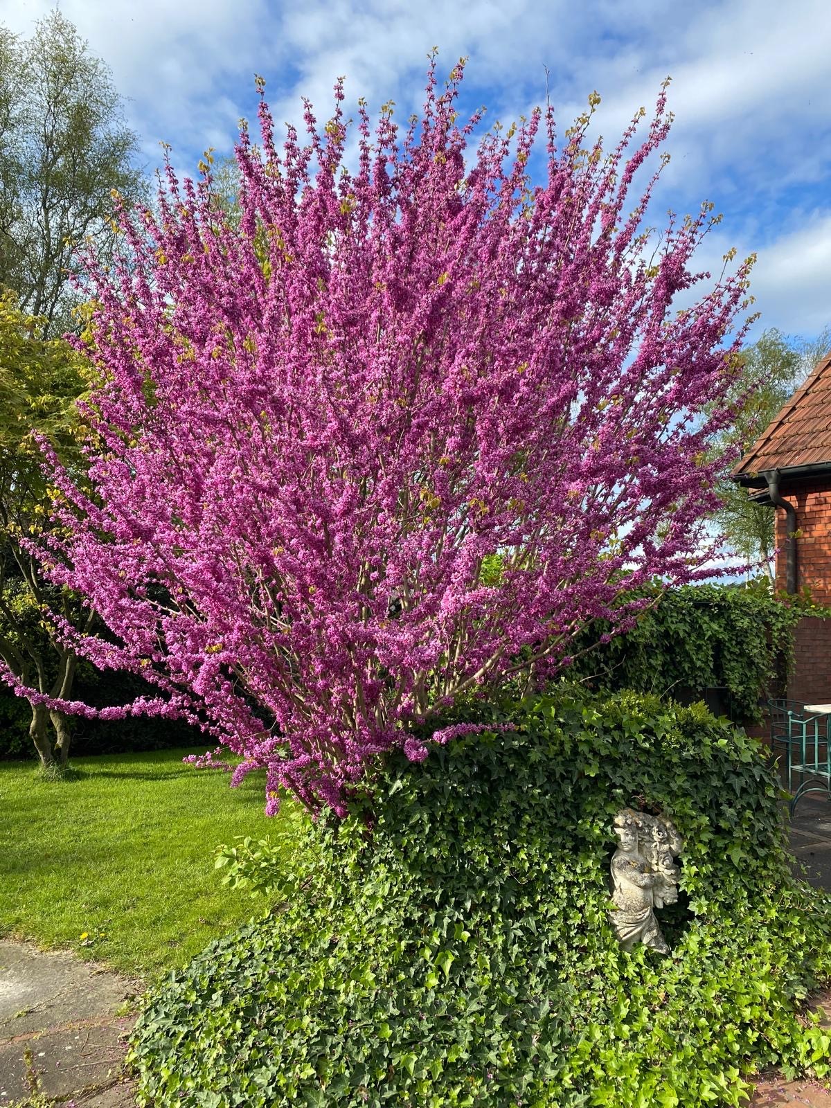 CERCIS chinensis  ´Avondale´