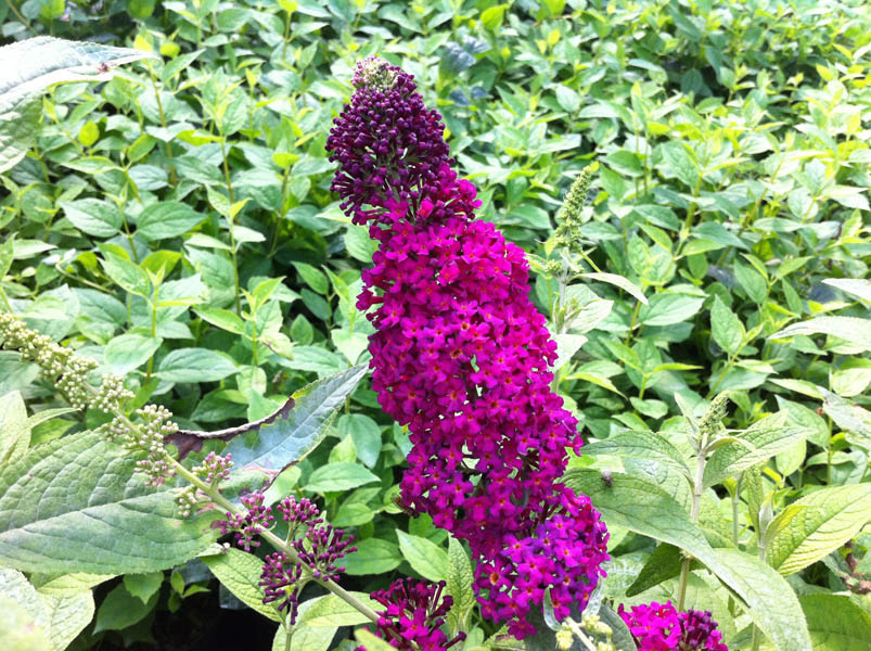 buddleja-red-chip-4