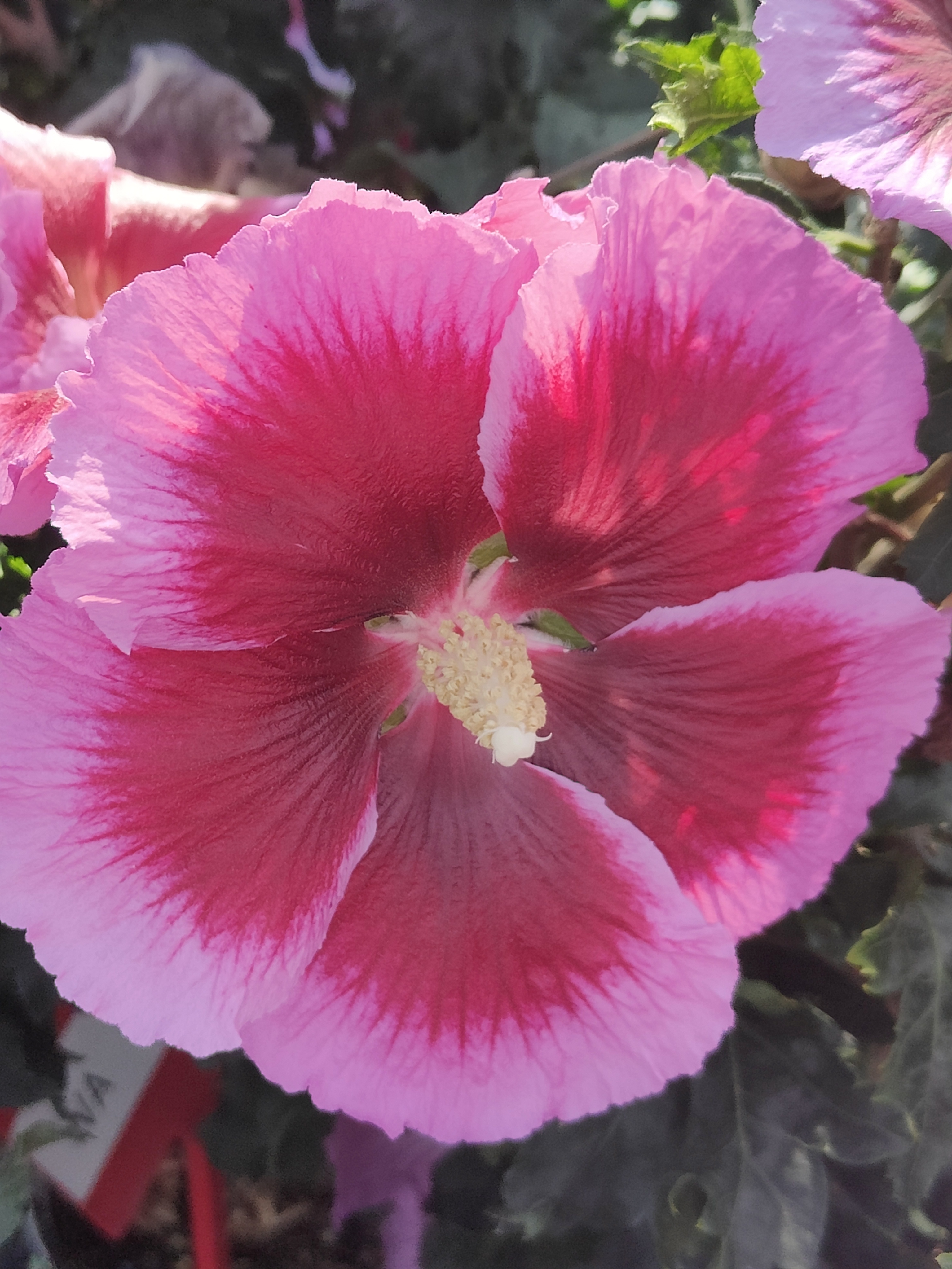HIBISCUS ´Walberton’s® Lunar® Eclipse´(´WALHICELI´)Ⓢ