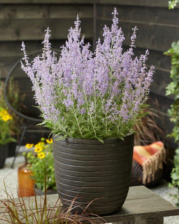 Perovskia-Lacey-Blue-Lisslitt-10