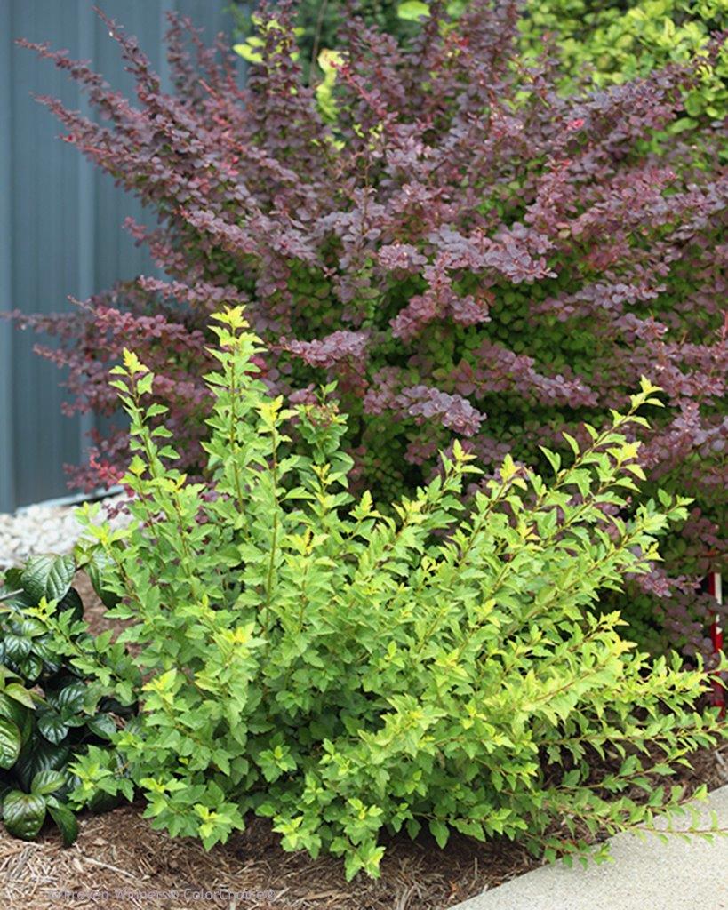 Physocarpus-opulifolius-Tiny-Wine-Gold-6