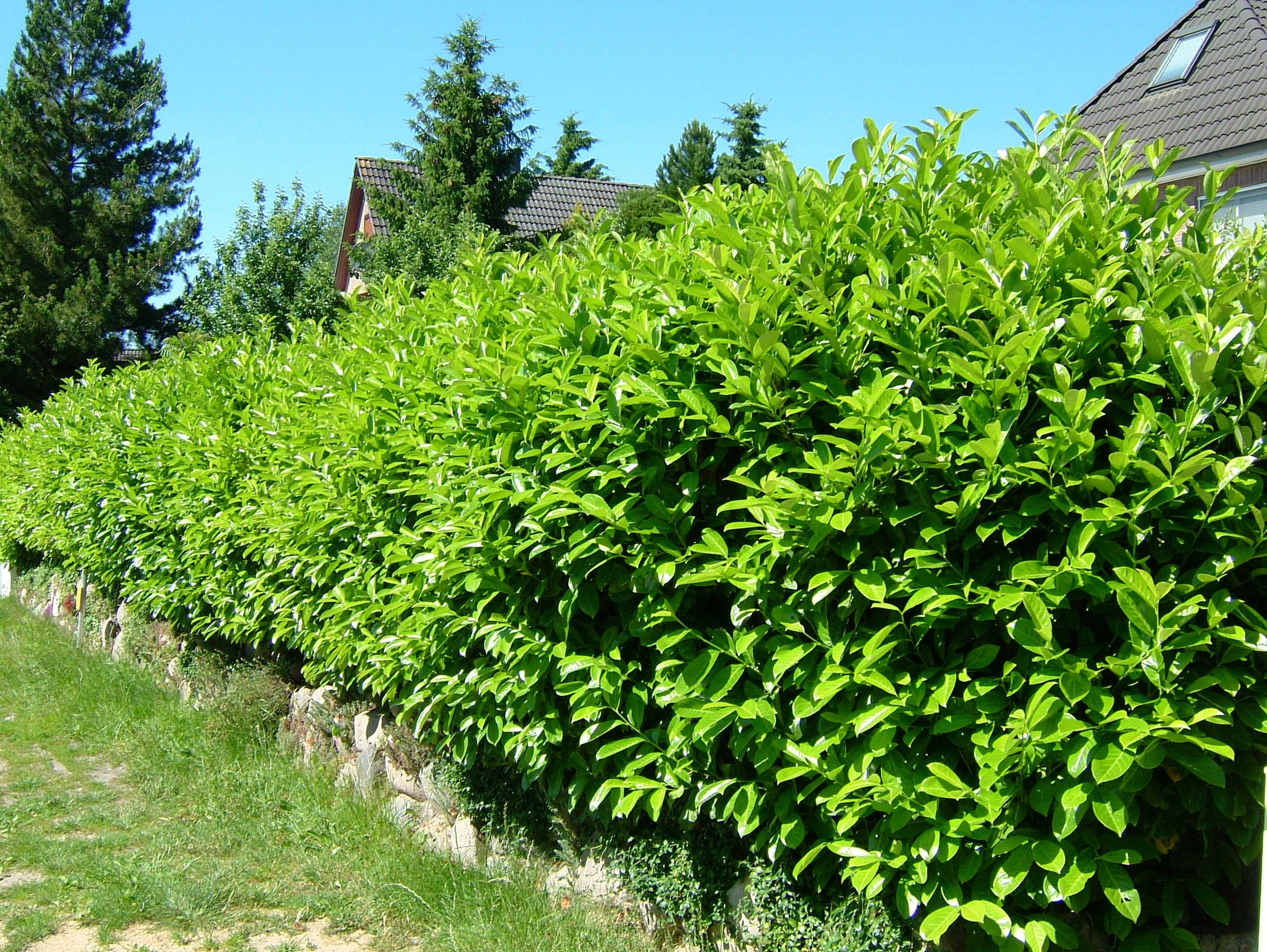 PRUNUS laurocerasus ´Caucasica´