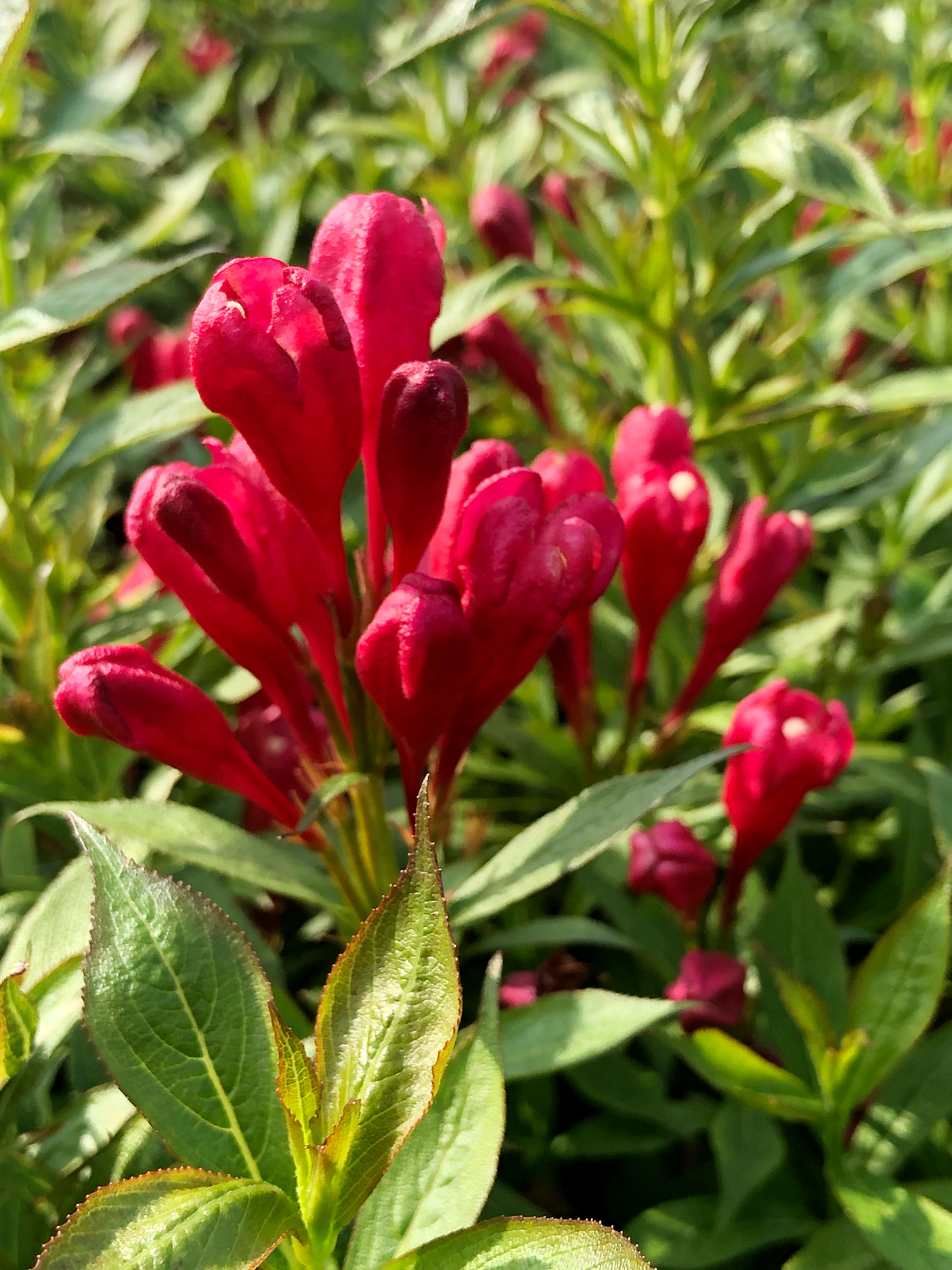 Weigela-Picobella-Rosso_Weigela-picobella-Rosso-04