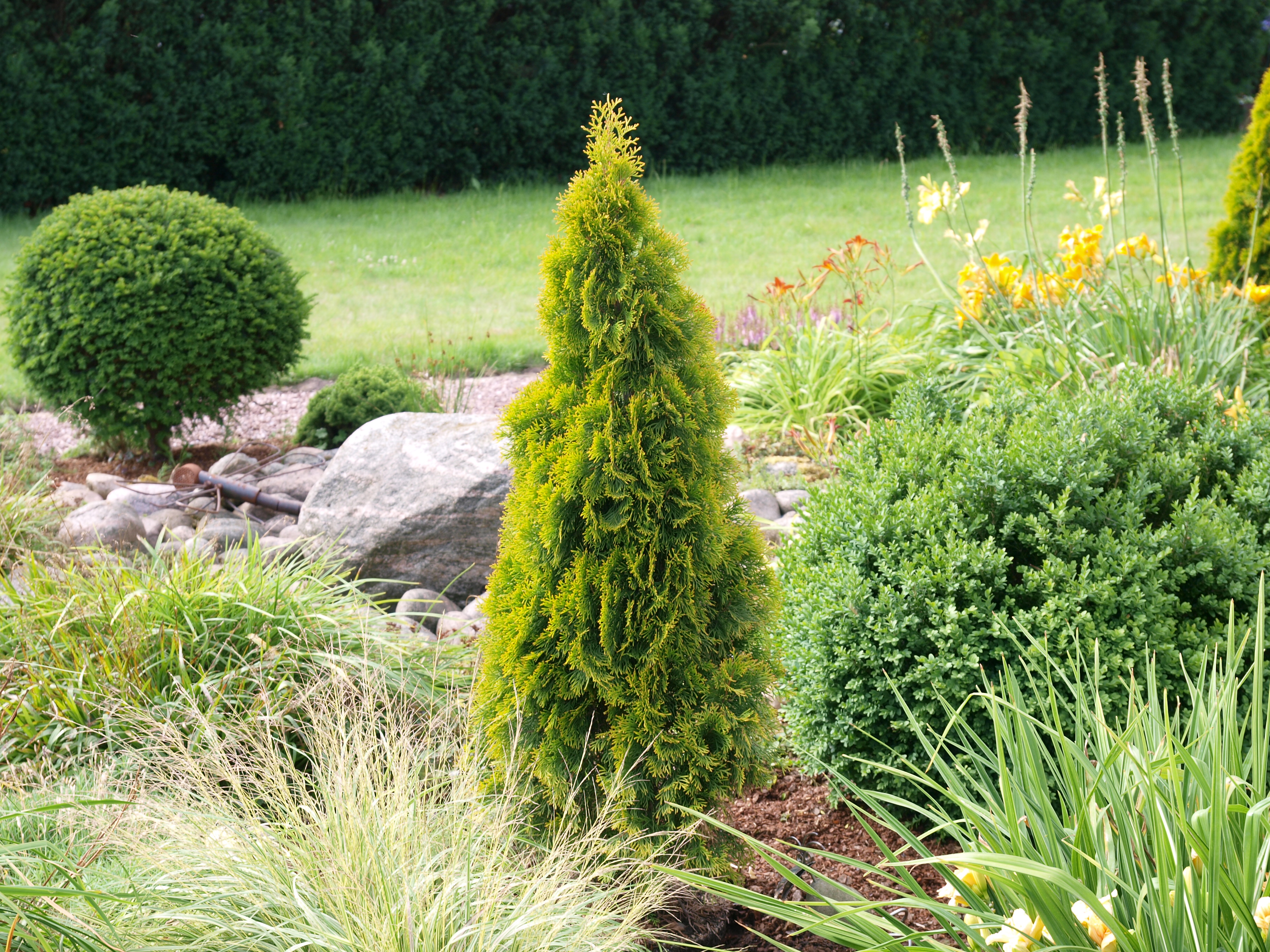 THUJA occidentalis Golden Smaragd (Janed Gold) | 3j.v.St. P9 0/1/2  20-30 | 2033.1