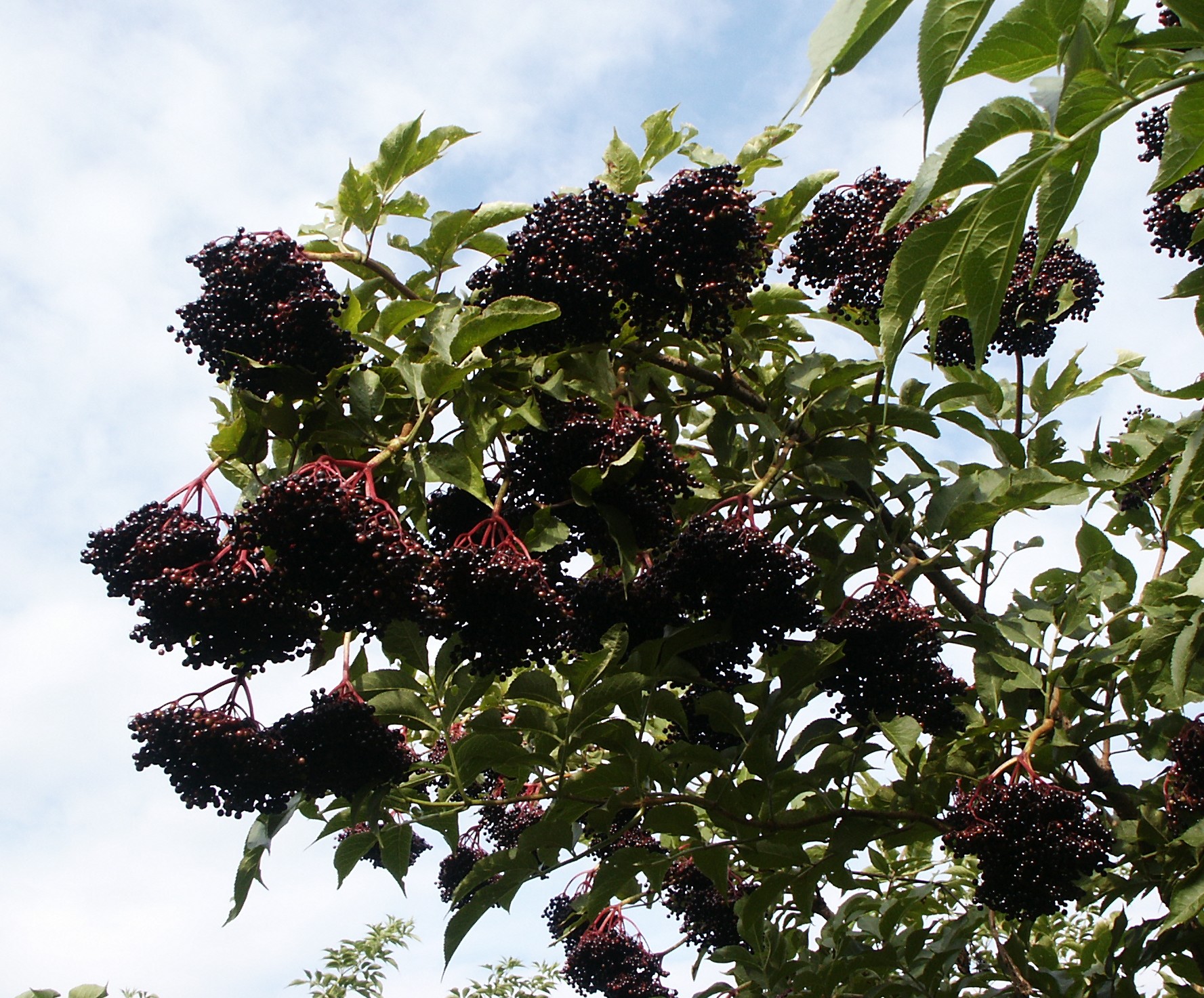 SAMBUCUS nigra ´Haidegg 17´