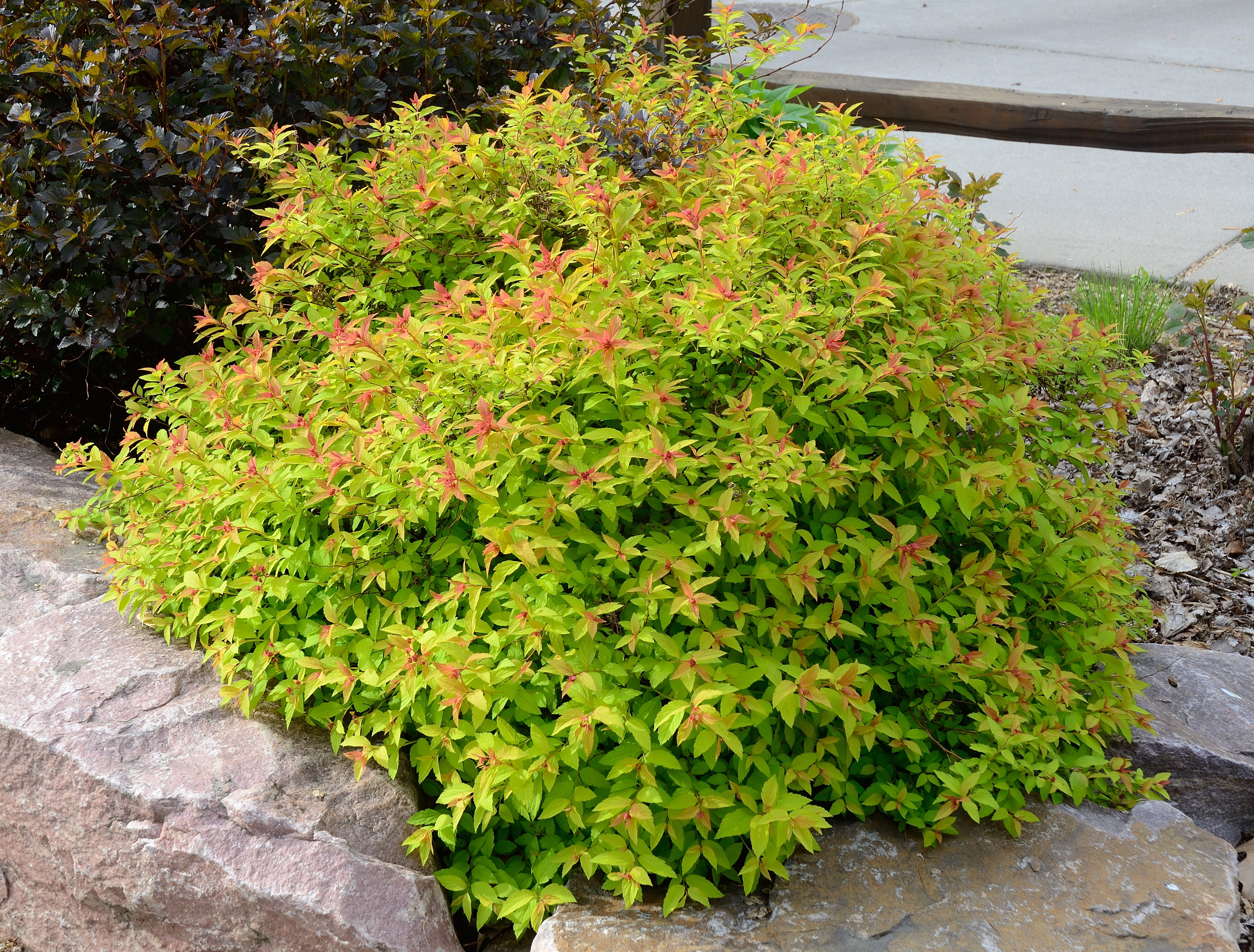 SPIRAEA japonica ´Goldflame´ (= bumalda ´Goldflame´)