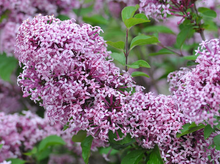 syringa-meyeri-lillifee-257876538303ba