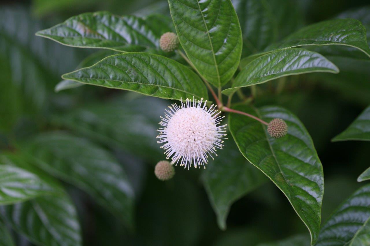 sugar_shack_cephalanthus_bloom