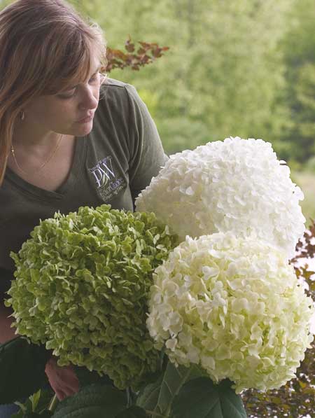 hydrangea-arborescens-strong-annabelle-45460e69f0b50b