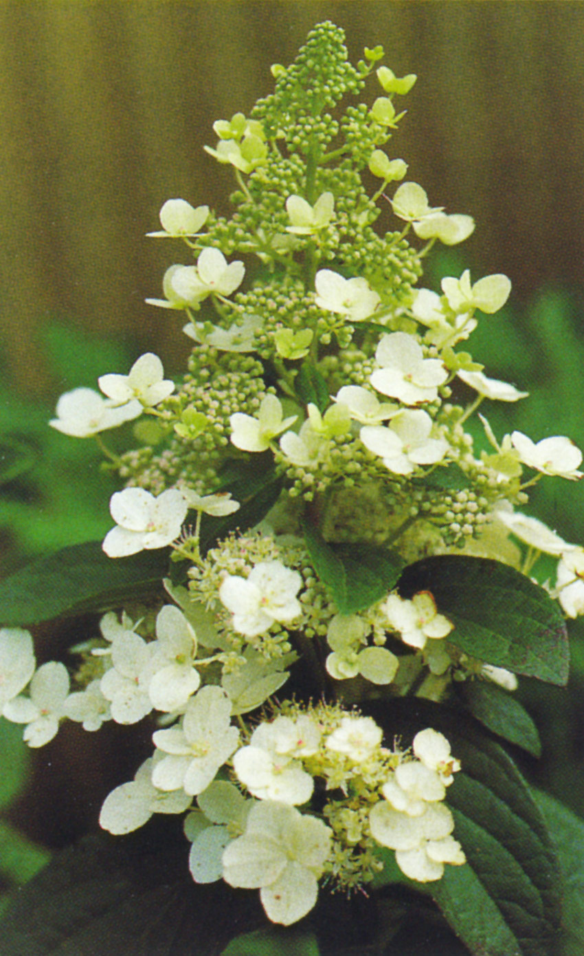 hydrangea-paniculata-kyushu-2