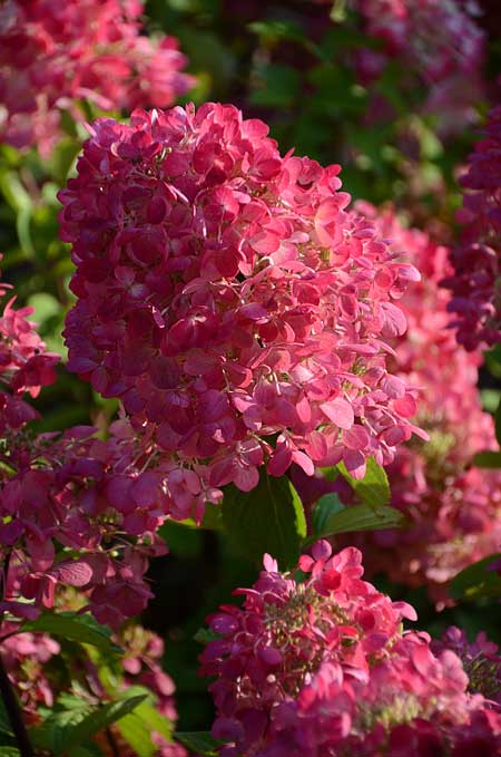 hydrangea-paniculata-diamant-rouge_2