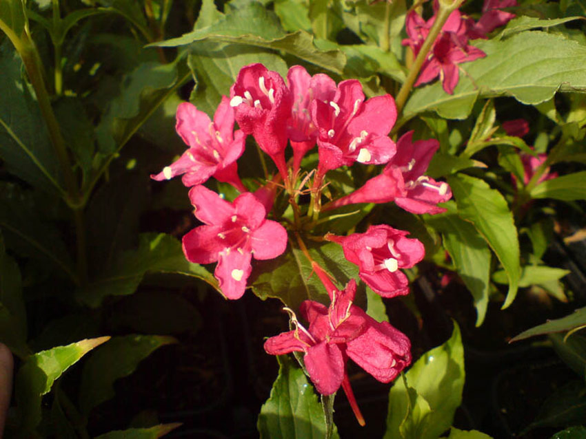 weigela-red-prince