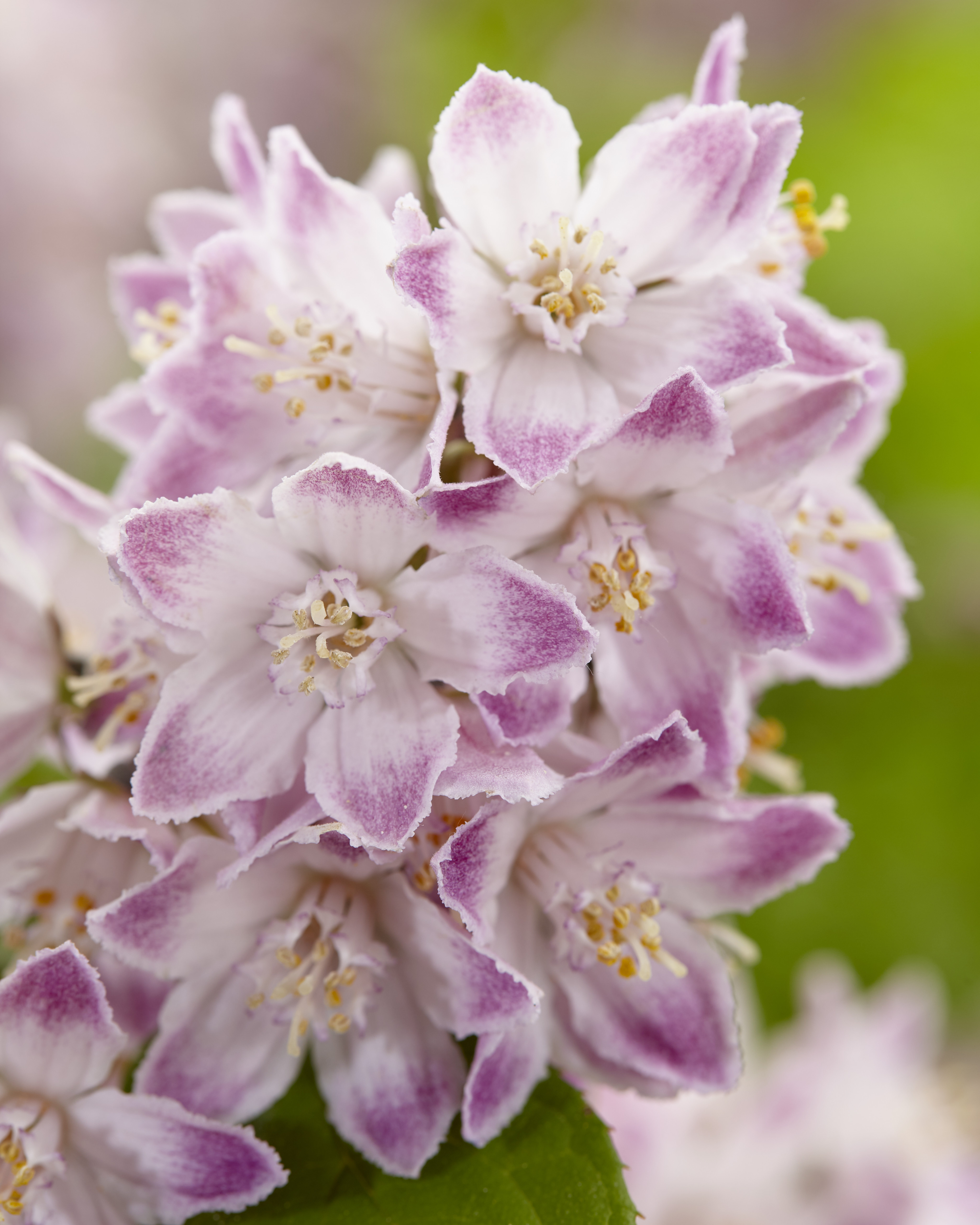 DEUTZIA ´Raspberry Sundae´ (´Low 18´)Ⓢ