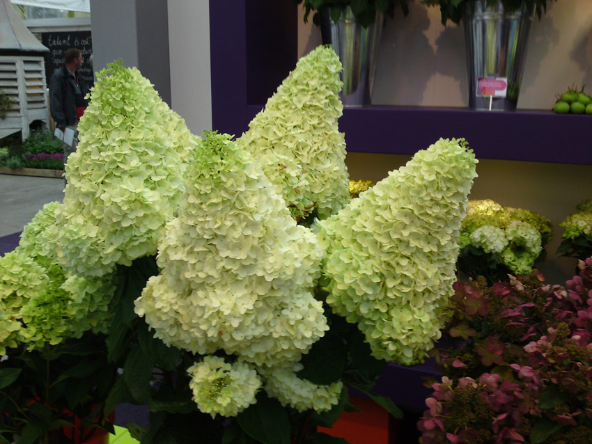 hydrangea-paniculata-magical-moonlight-2