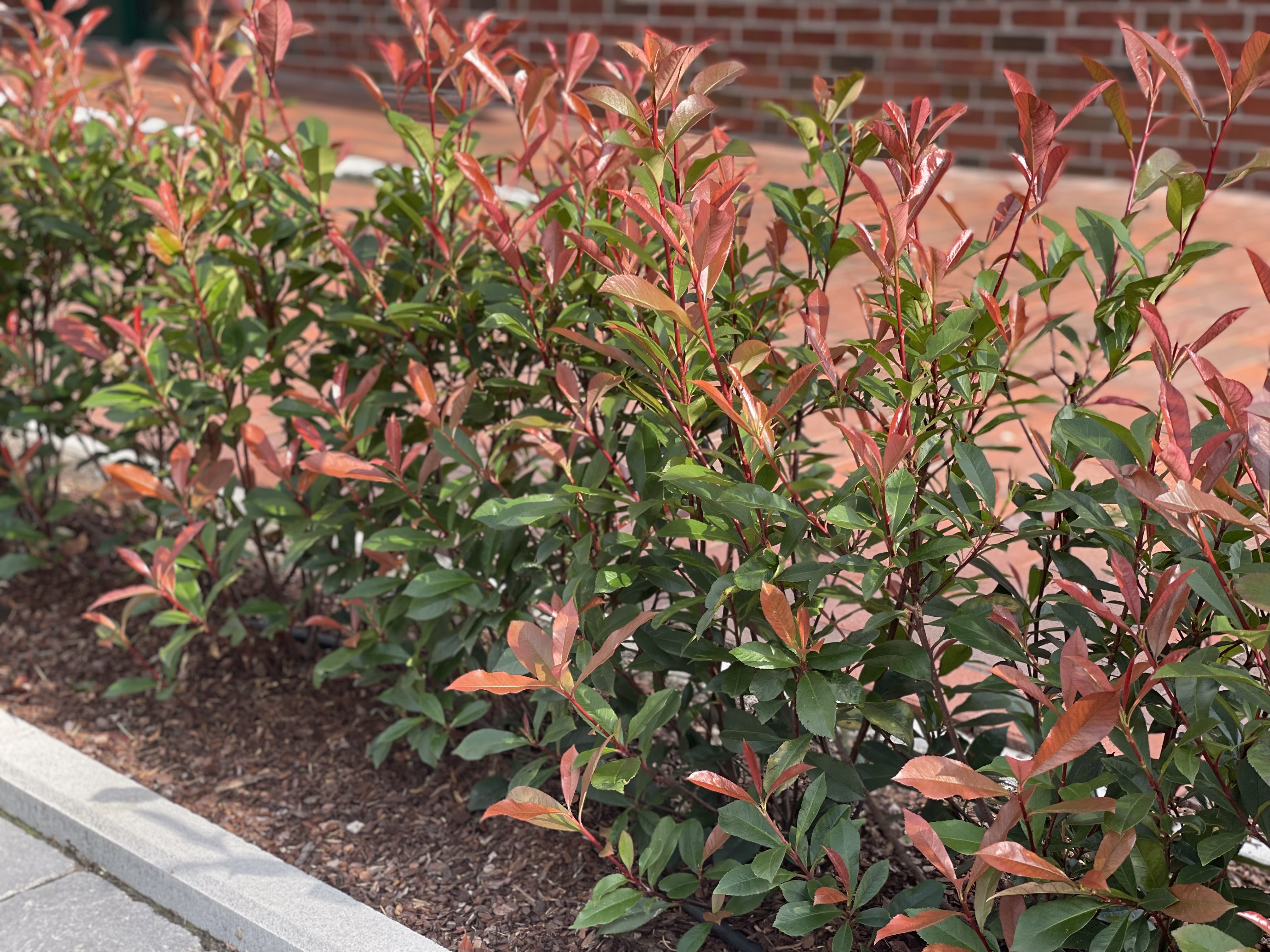 PHOTINIA fraseri ´Perfecta´® (´KOJUPFP´)