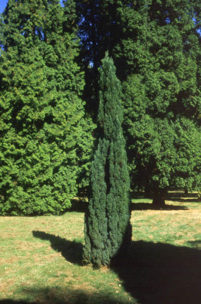 CHAMAECYPARIS lawsoniana ´Ellwoodii´